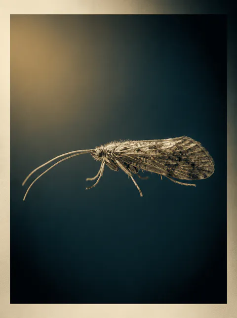 Specimen plate: adult caddisfly at rest with hairy wings folded tent-like over the body and long antennae swept forward.
