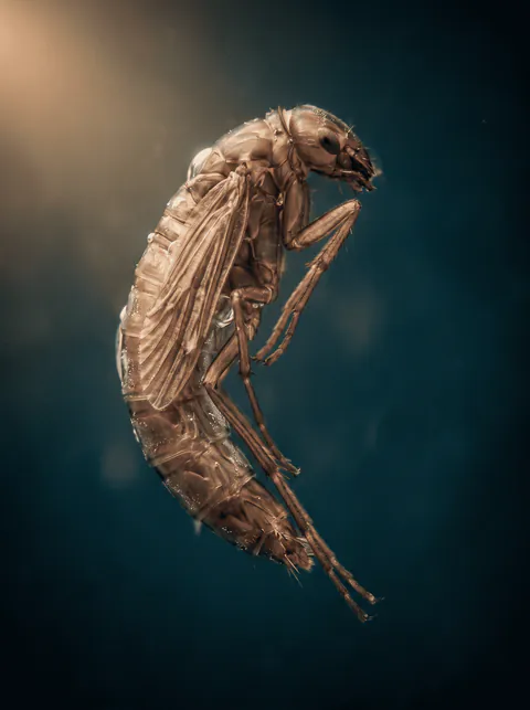 Specimen plate: caddisfly pupa with wings and legs folded against the body and a silvery gas-bubble sheen on the pupal skin.