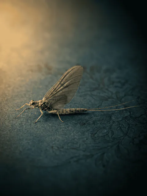 Specimen plate: mayfly dun in side profile with opaque wings held upright over the back and two long tail filaments trailing behind.