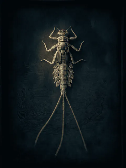 Specimen plate: mayfly nymph in dorsal view showing three tail filaments, plate-like abdominal gills along both sides, and dark wing pads on the thorax.