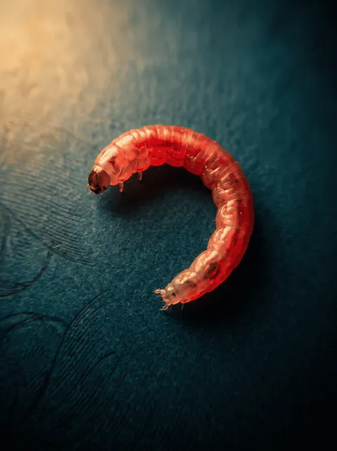 Specimen plate: blood-red midge larva curled into a C shape with a distinct hardened head capsule and no jointed legs or tail filaments.