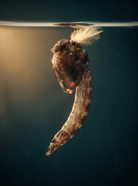 Specimen plate: midge pupa hanging vertically beneath the surface film with a bulged thorax and a pale feathery gill tuft at the head.