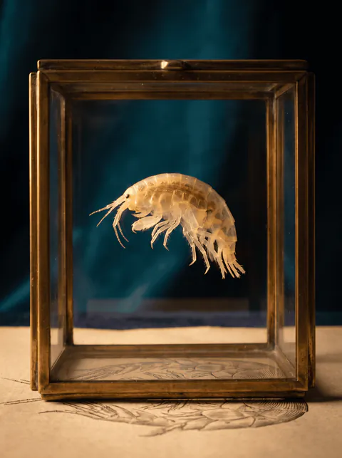 Specimen plate: freshwater scud or amphipod, a curved translucent side-flattened crustacean with many pairs of walking legs and no insect tails.